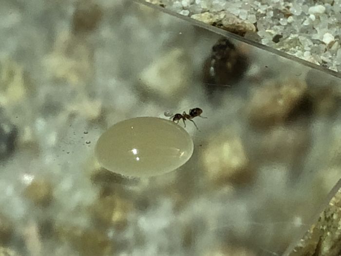 Liometopum sp. L. luctuosum. - Finding Honey - September 2018
