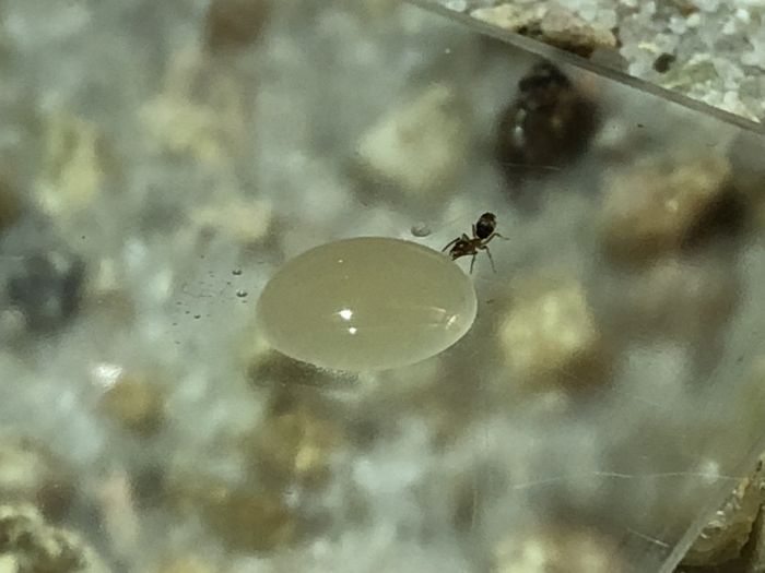 Liometopum sp. L. luctuosum. - Finding Honey - September 2018