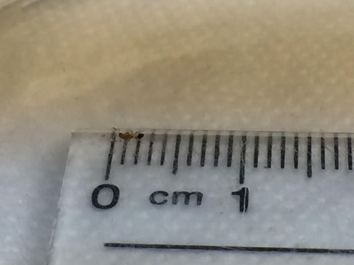 Ant Measurement