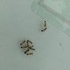 Group of Ants