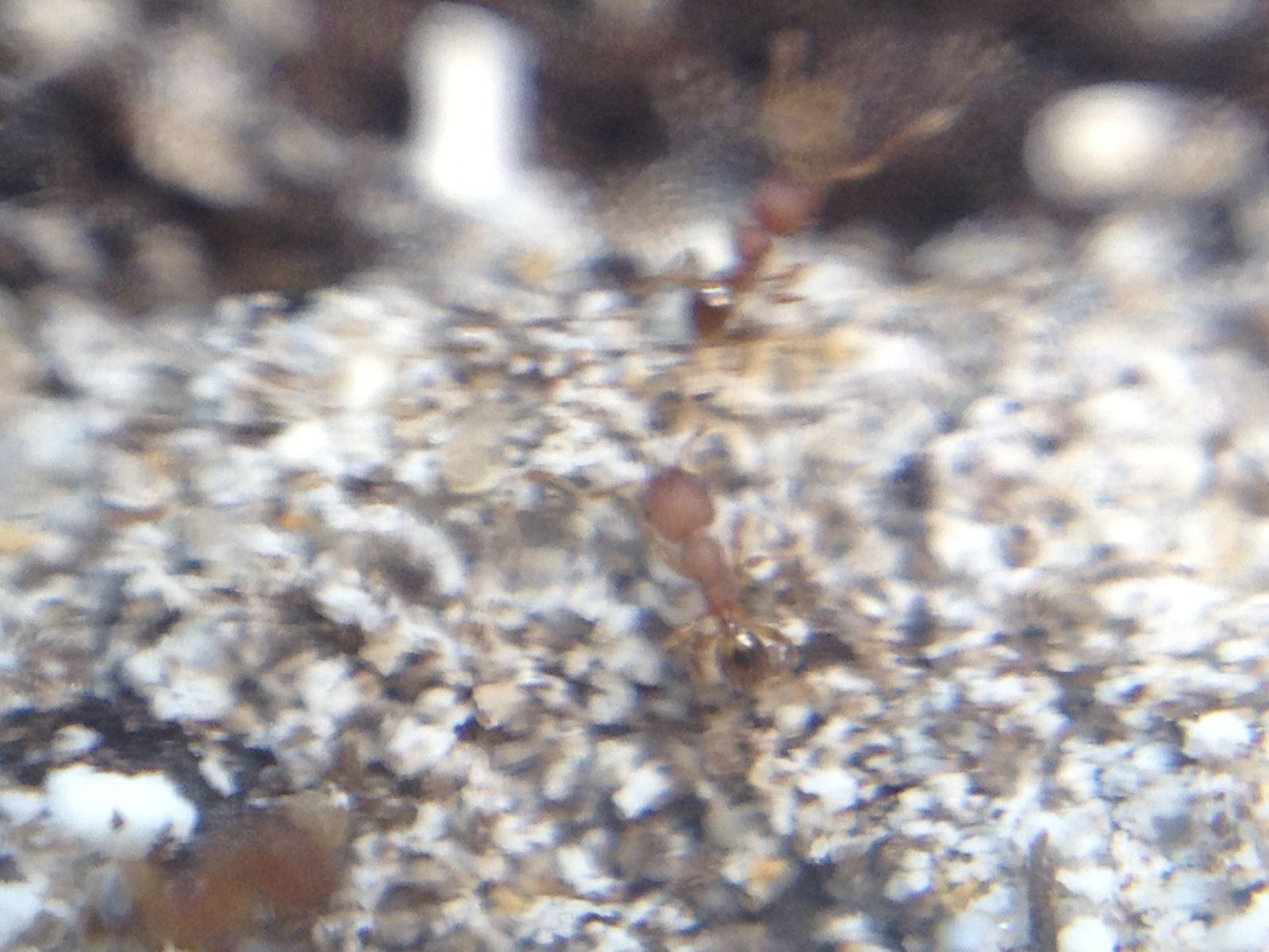 Ants on Mound