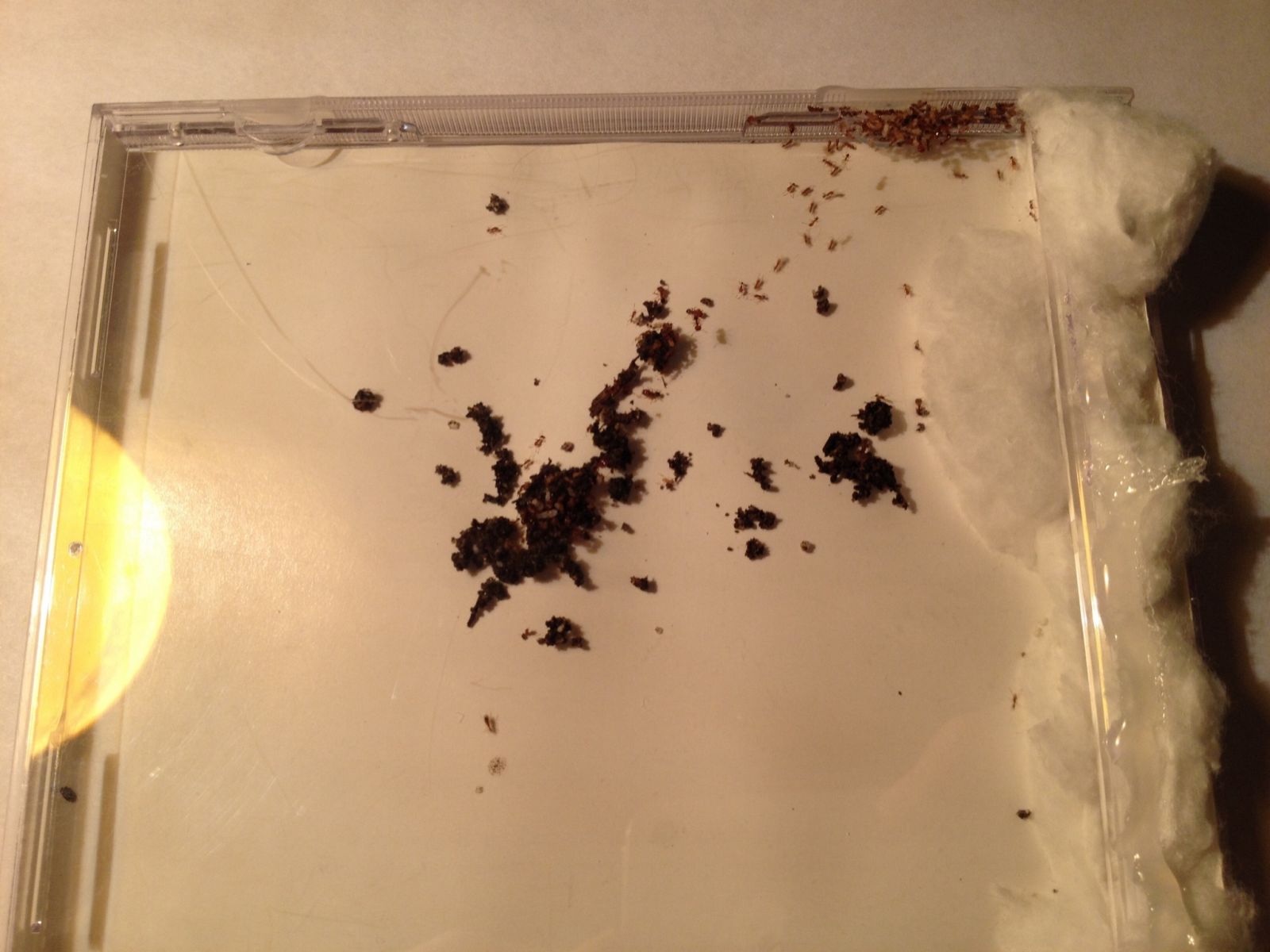 Pheidole navigans Formicarium