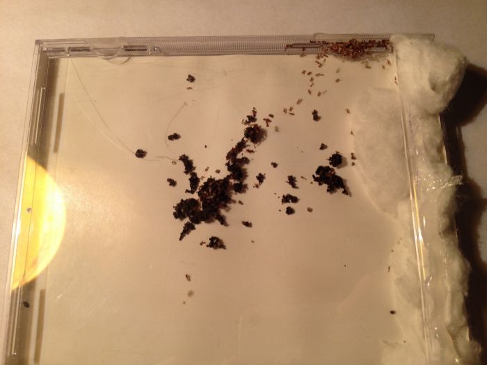 Pheidole navigans Formicarium