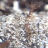 Ants on Mound