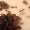 Pheidole navigans