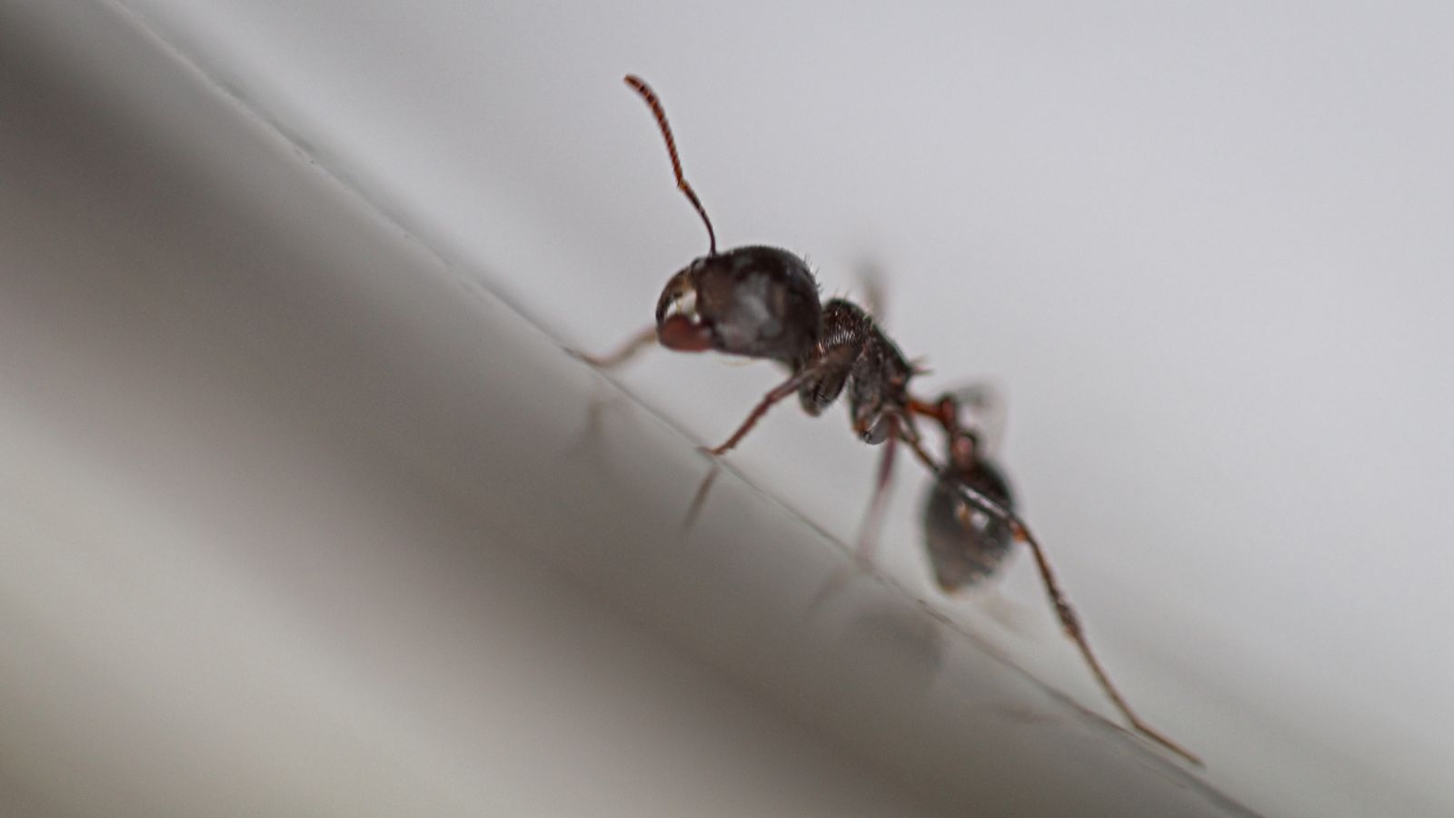 Ants 8