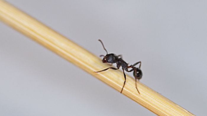 Ants 5