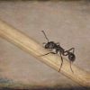 Ants 5 2