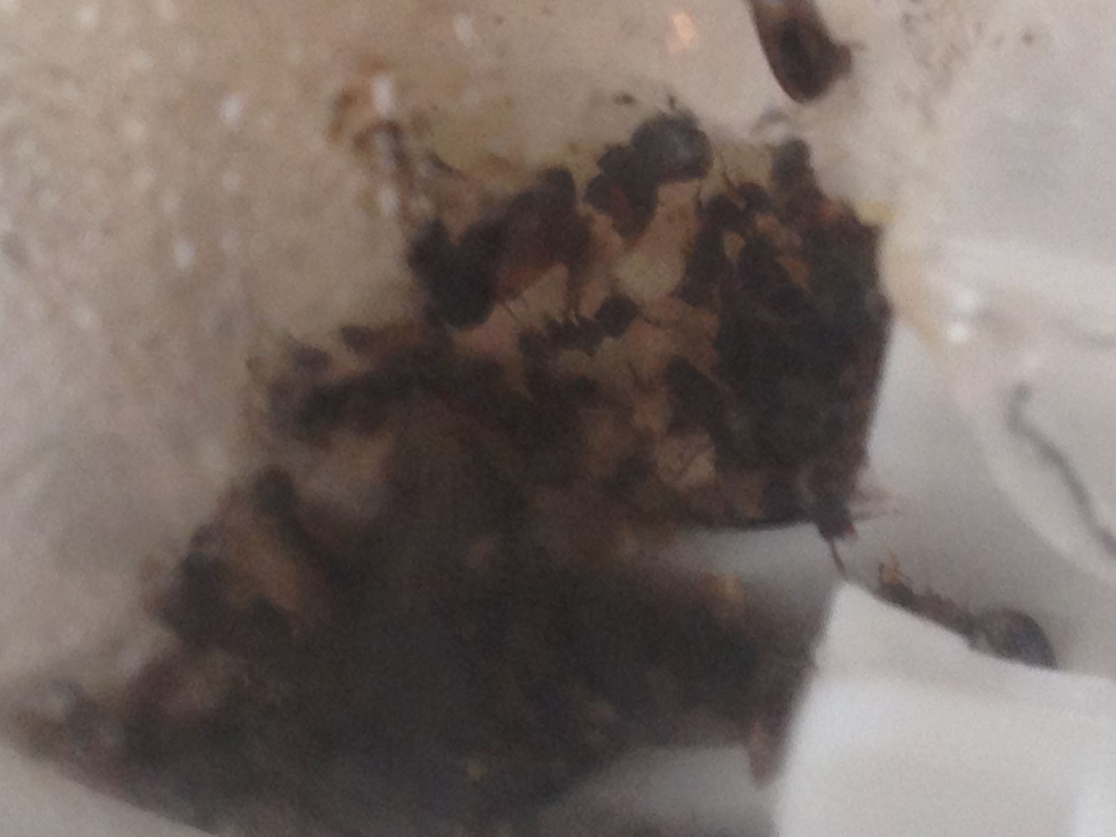 Cyphomyrmex rimosus Fungus Gardens 2 Cyphomyrmex rimosus Fungus Gardens 2