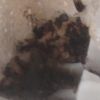 Cyphomyrmex rimosus Fungus Gardens 2