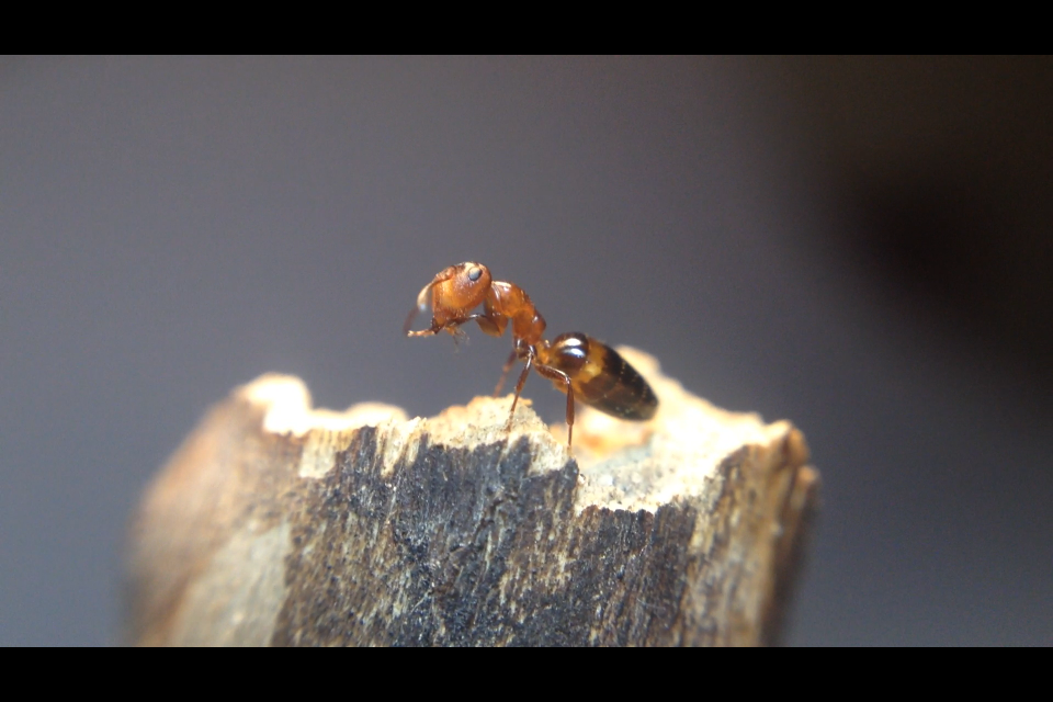 Colobopsis impressa Major