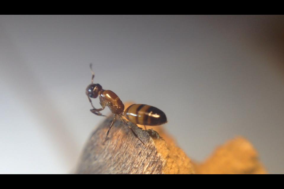 Colobopsis impressa Queen