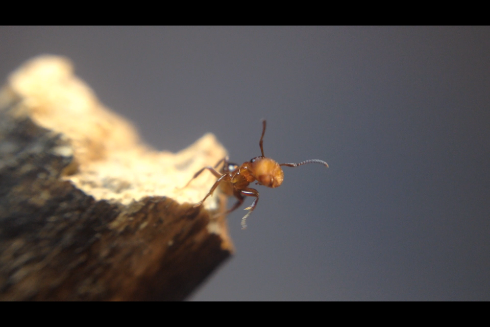 Colobopsis impressa Major