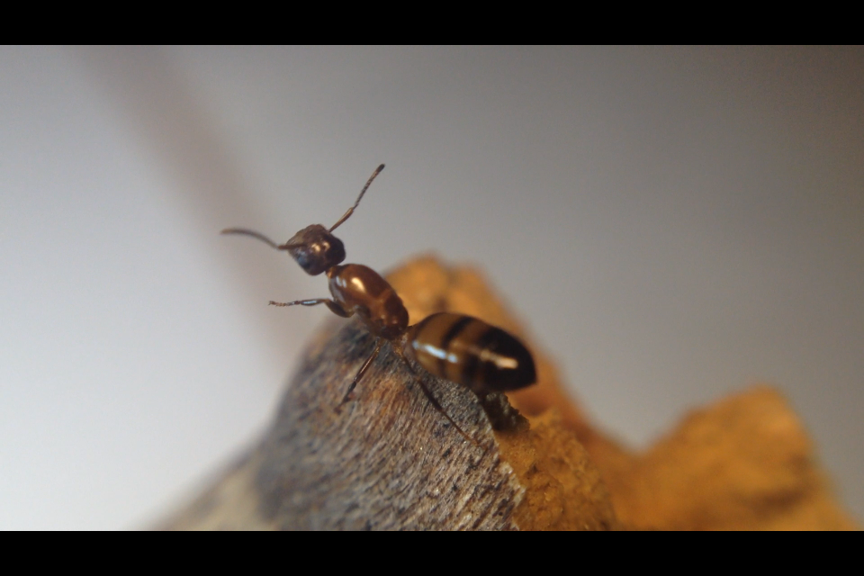 Colobopsis impressa Queen