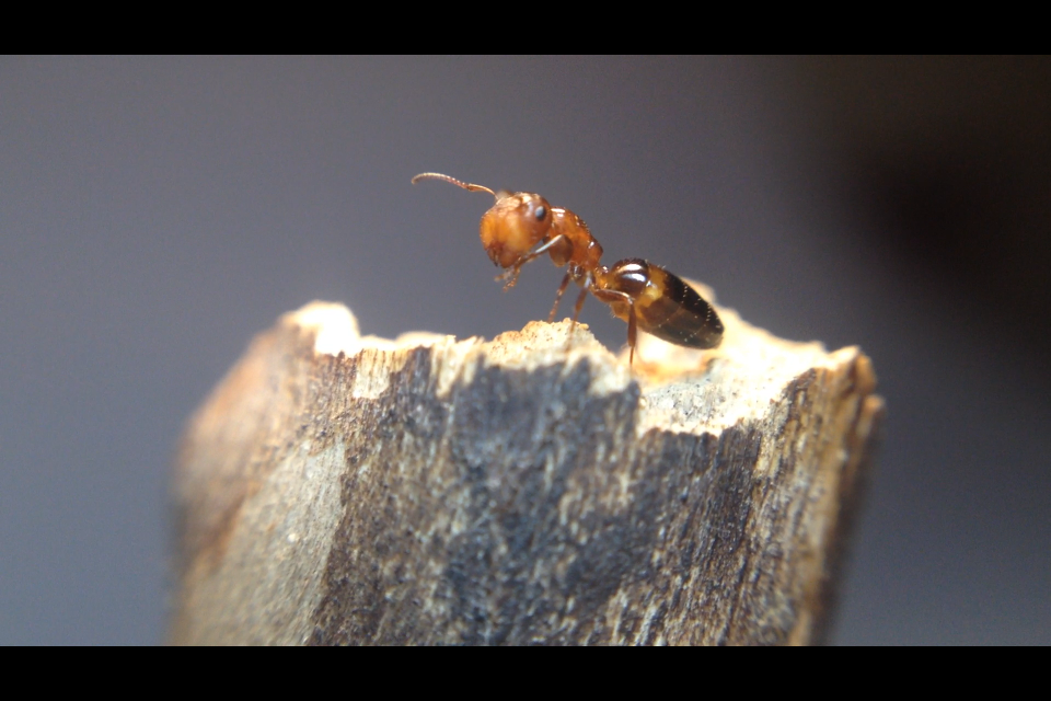 Colobopsis impressa Major