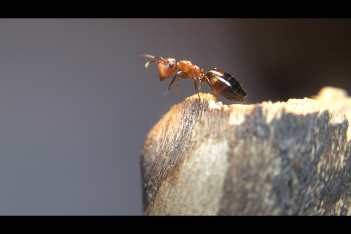 Colobopsis impressa Major