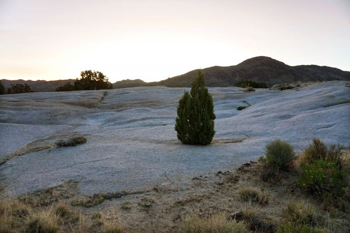 Mojave Preserve 01