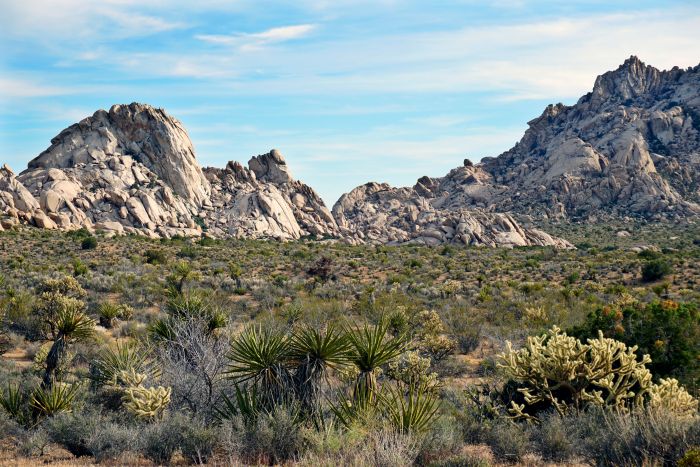 Mojave Preserve 02