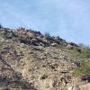 Bighorn Sheep   Cahuilla Hills, CA 3 12 2023   1