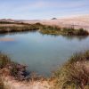 Tecopa Hot Spring 04