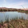 Tecopa Hot Spring 05