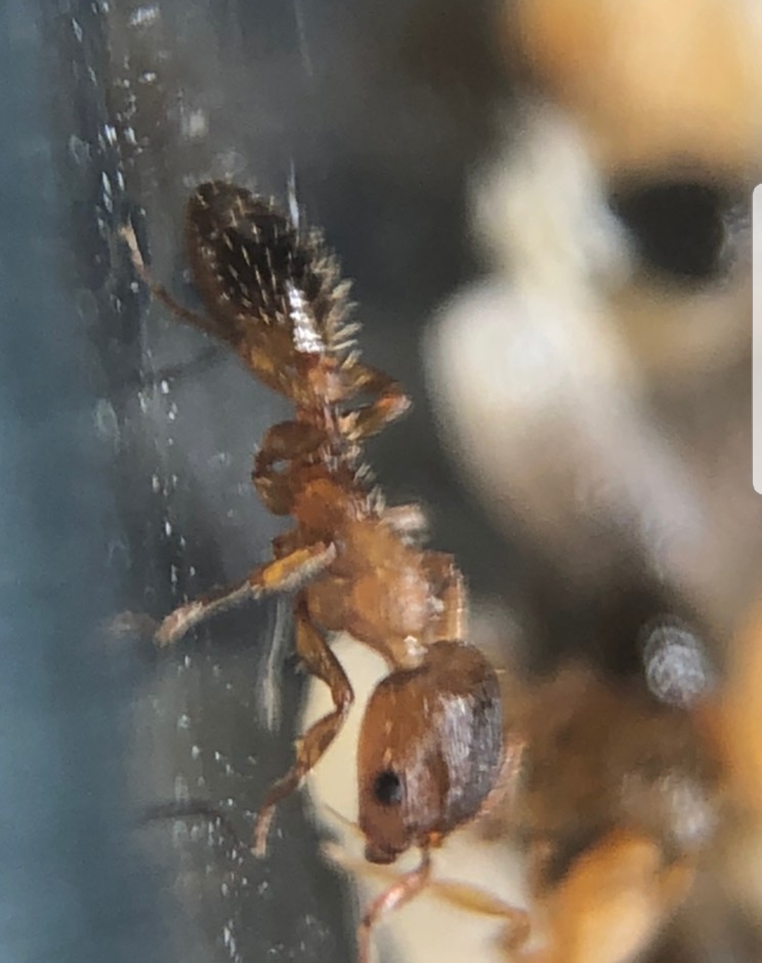 Harpagoxenus canadensis worker Harpagoxenus canadensis worker
