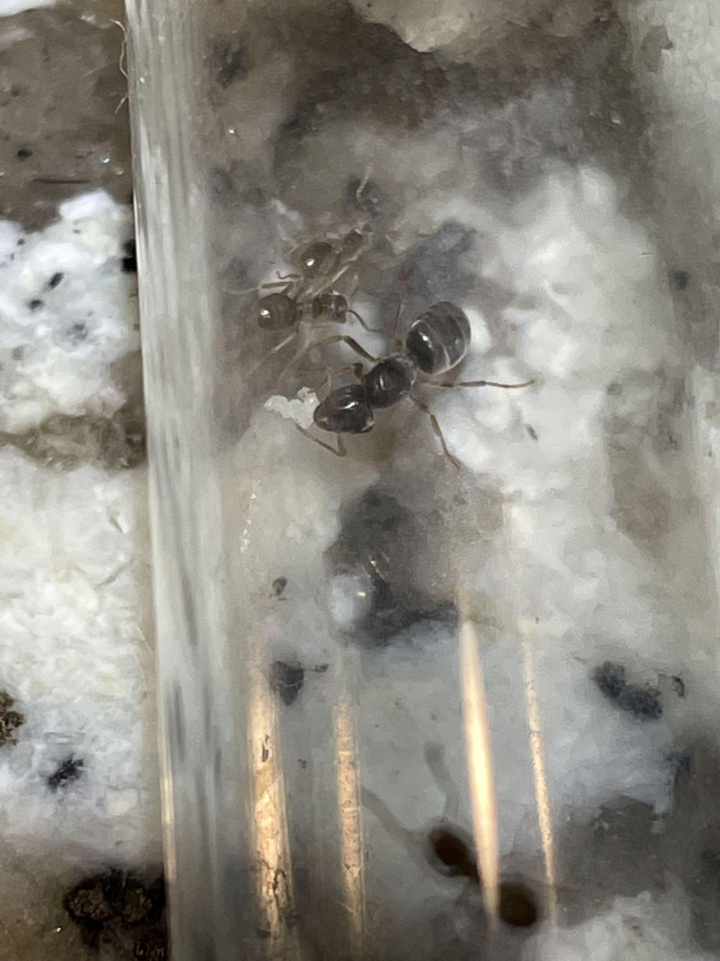 Lasius minutus with eggs