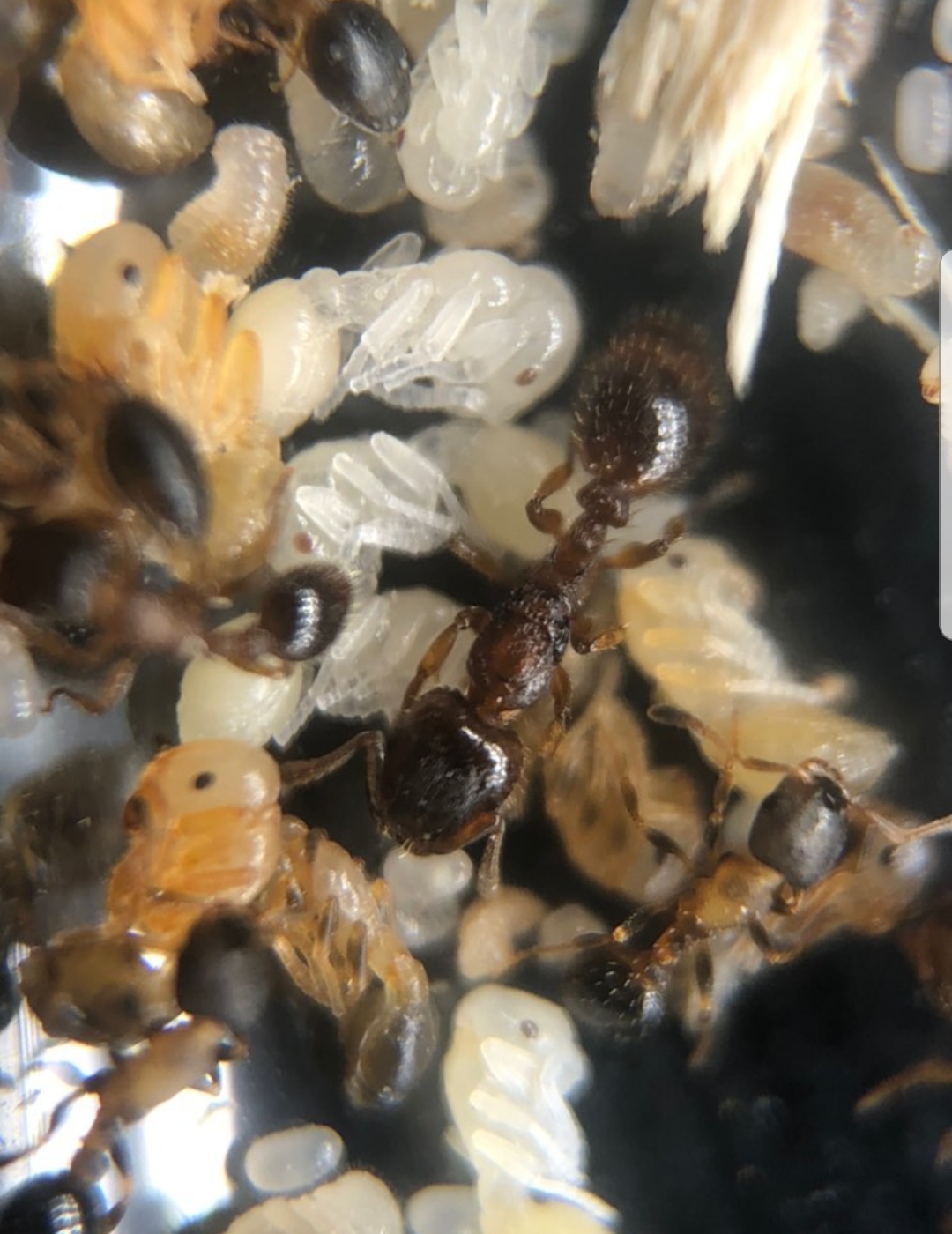 Harpagoxenus canadensis queen