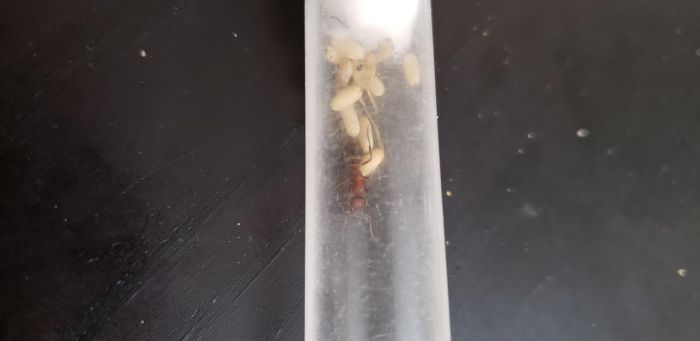 Parasitic formica queen #2