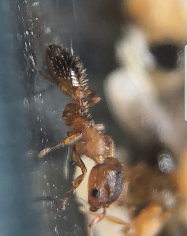 Harpagoxenus canadensis worker