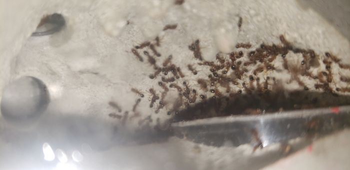 Tetramorium bicarinatum