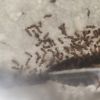 Tetramorium bicarinatum