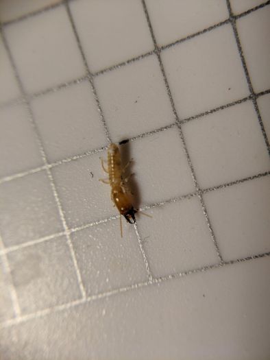 termite termite