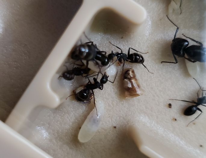 Camponotus quercicola workers tugging at one of their colony's larvae?