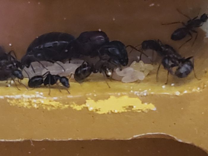 C. Novaeborencis queen with eggs 3 C. Novaeborencis queen with eggs 3