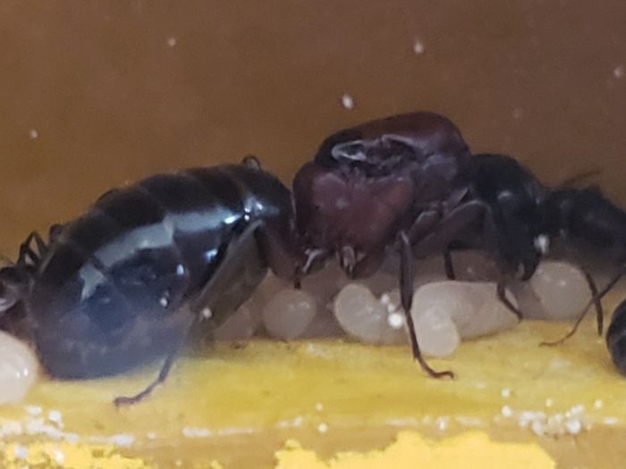C. Novaeborencis queen C. Novaeborencis queen