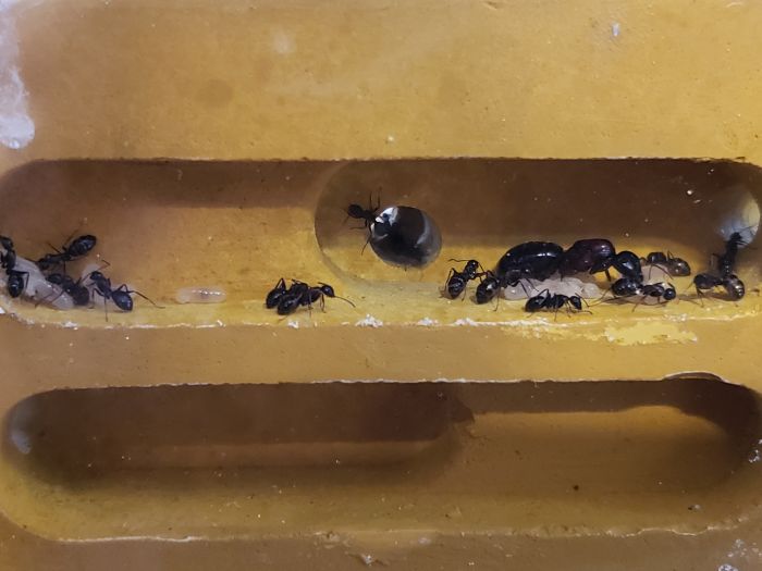 C. Novaeborencis nest in qypsum C. Novaeborencis nest in qypsum