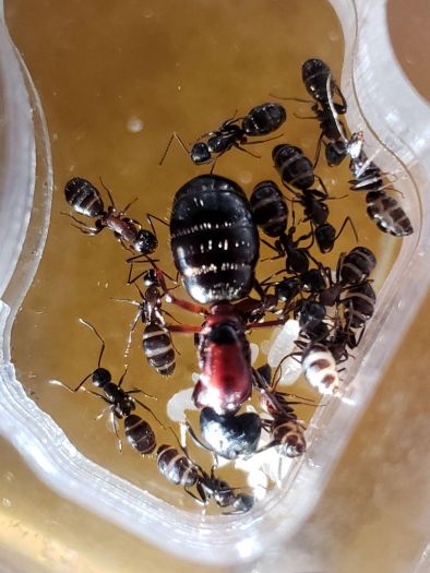C. Novaeborencis sunlit in founding chamber C. Novaeborencis sunlit in founding chamber
