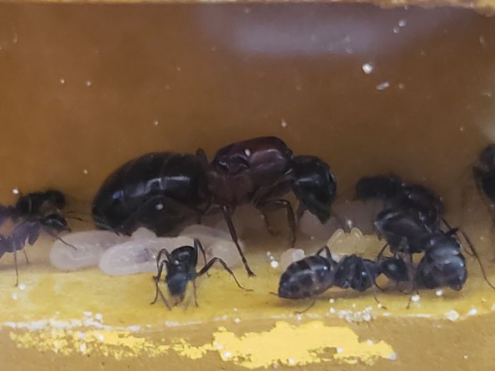 C. Novaeborencis queen with eggs 2 C. Novaeborencis queen with eggs 2