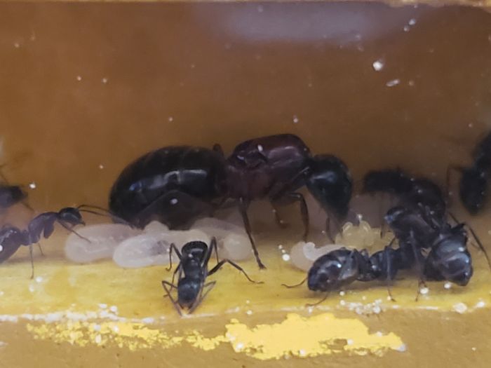C. Novaeborencis queen with eggs C. Novaeborencis queen with eggs