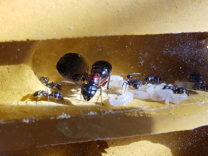 C. Novaeborencis queen with brood C. Novaeborencis queen with brood