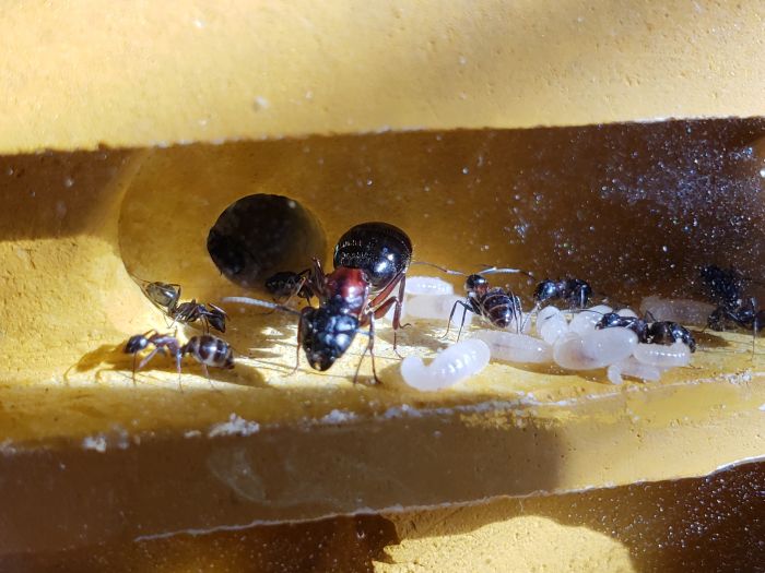 C. Novaeborencis queen with brood