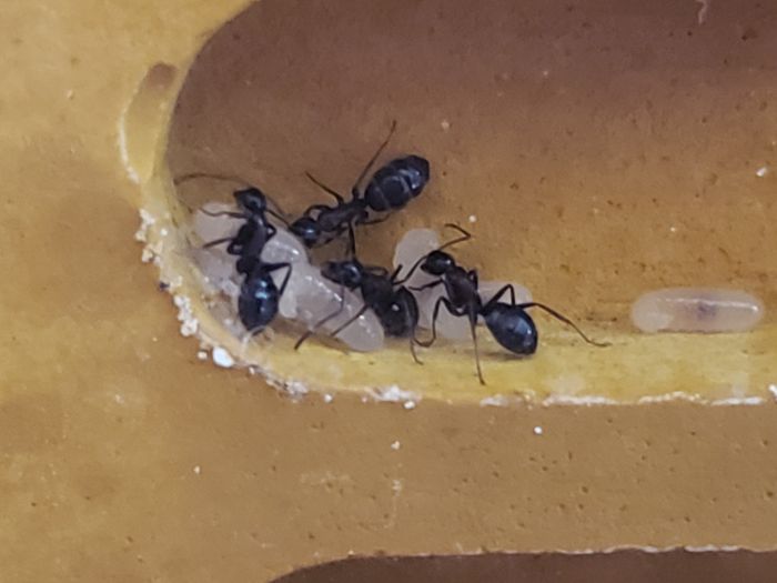 C. Novaeborencis with larva C. Novaeborencis with larva