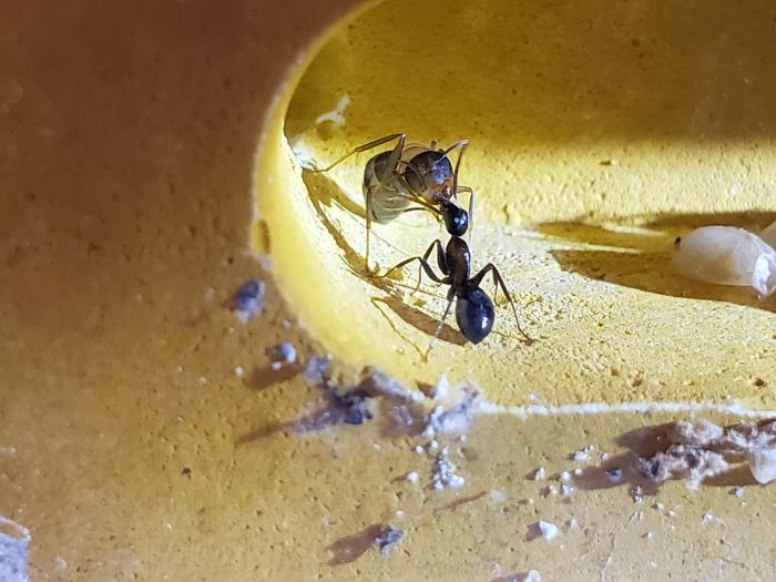 Nantic Novaeborencis worker feeding full size worker (6mm)