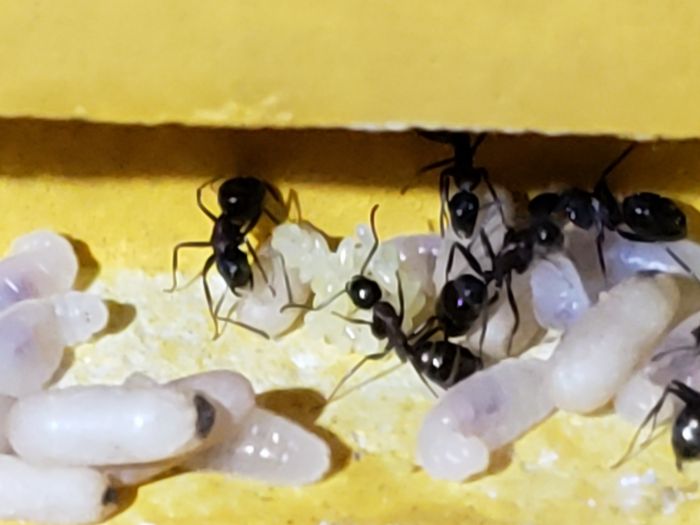 Camponotus Novaeborencis mixed brood 1st spring