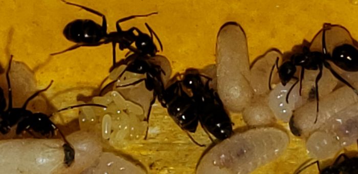 Camponotus Novaeborencis egg clluster Camponotus Novaeborencis egg clluster