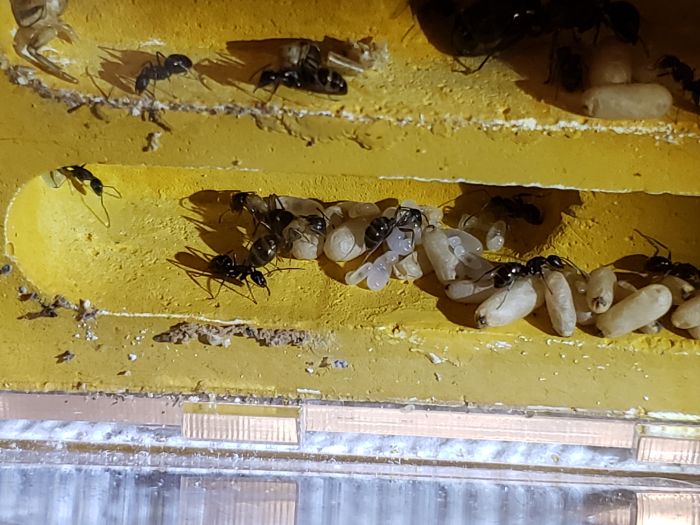 Brood update Brood update