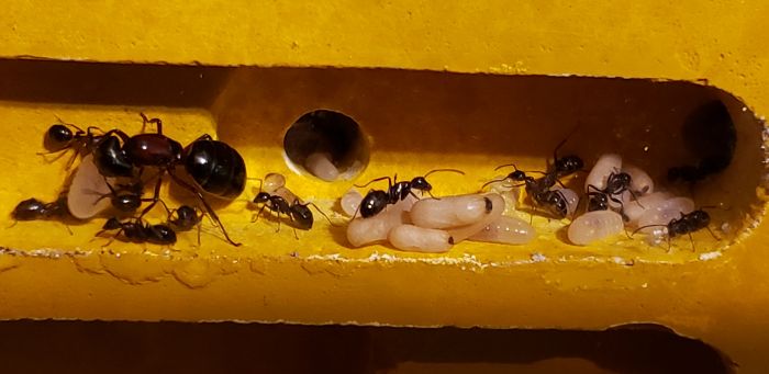 Camponotus Novaeborencis pupae Camponotus Novaeborencis pupae