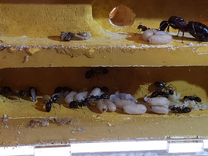 Brood update 4 Brood update 4