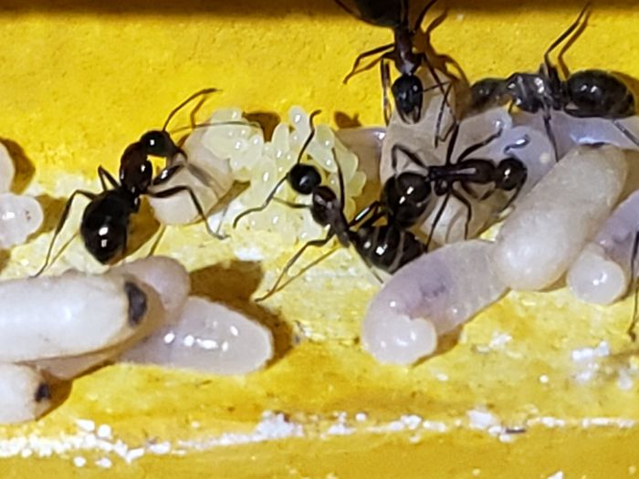 Camponotus Novaeborencis egg cluster and larva 1st spring Camponotus Novaeborencis egg cluster and larva 1st spring